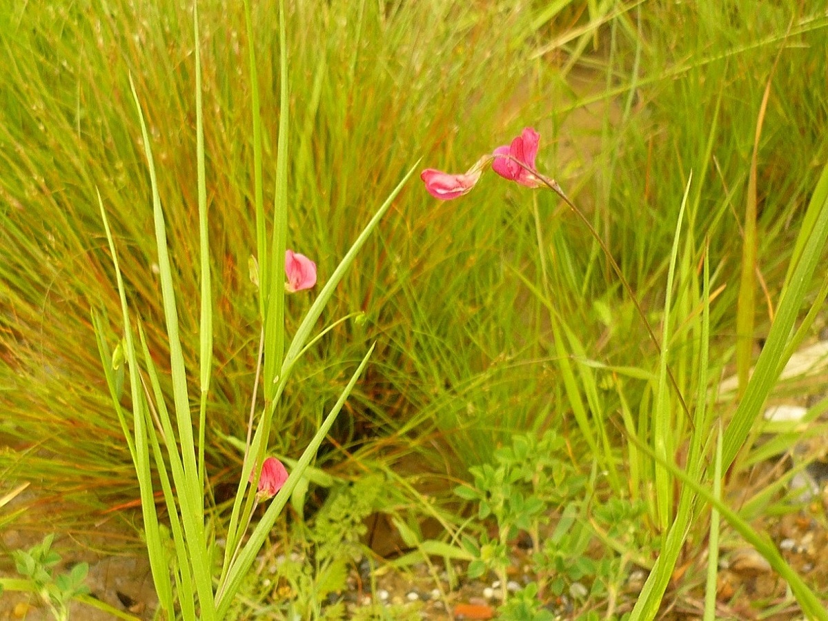 Lathyrus nissolia var. glabrescens (Fabaceae)